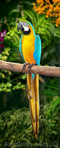 Африканские серые попугаи и попугаи ара для продажи// - <ro>Изображение</ro><ru>Изображение</ru> #1, <ru>Объявление</ru> #950999