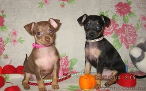 Продам щенков той терьера Родились 05, 01, 2014.
