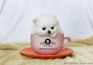 Шпиц белоснежный комочек снега