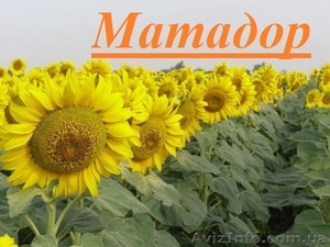 Насіння соняшнику Матадор 