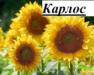 Пропонуємо придбати насіння нового соняшнику "Карлос 105 - <ro>Изображение</ro><ru>Изображение</ru> #1, <ru>Объявление</ru> #1515377