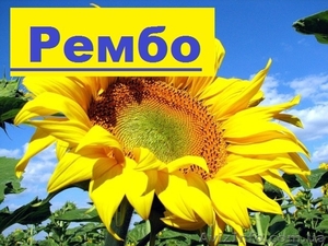 Пропонуємо насіння соняшнику Рембо  - <ro>Изображение</ro><ru>Изображение</ru> #1, <ru>Объявление</ru> #1520675