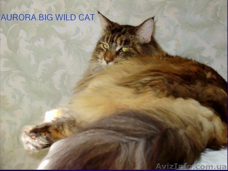 Мейн кун-добродушный великан - <ro>Изображение</ro><ru>Изображение</ru> #3, <ru>Объявление</ru> #23484