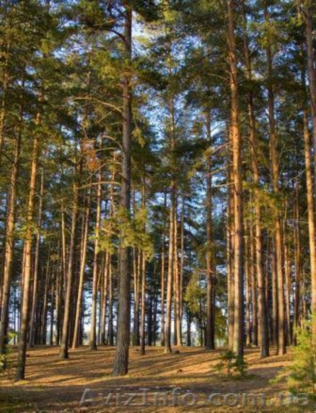 Продаємо будівельну дошку (сосна, вільха) - <ro>Изображение</ro><ru>Изображение</ru> #1, <ru>Объявление</ru> #47939