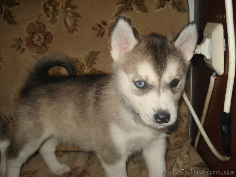 сибирский хаски - <ro>Изображение</ro><ru>Изображение</ru> #3, <ru>Объявление</ru> #133980