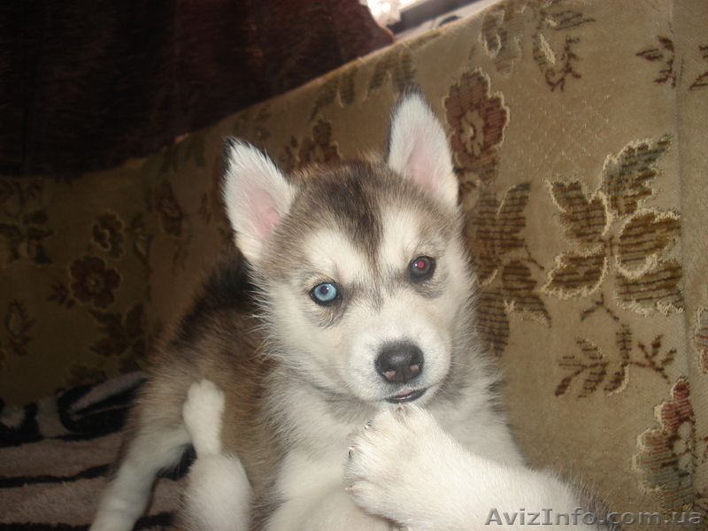 сибирский хаски - <ro>Изображение</ro><ru>Изображение</ru> #1, <ru>Объявление</ru> #133980