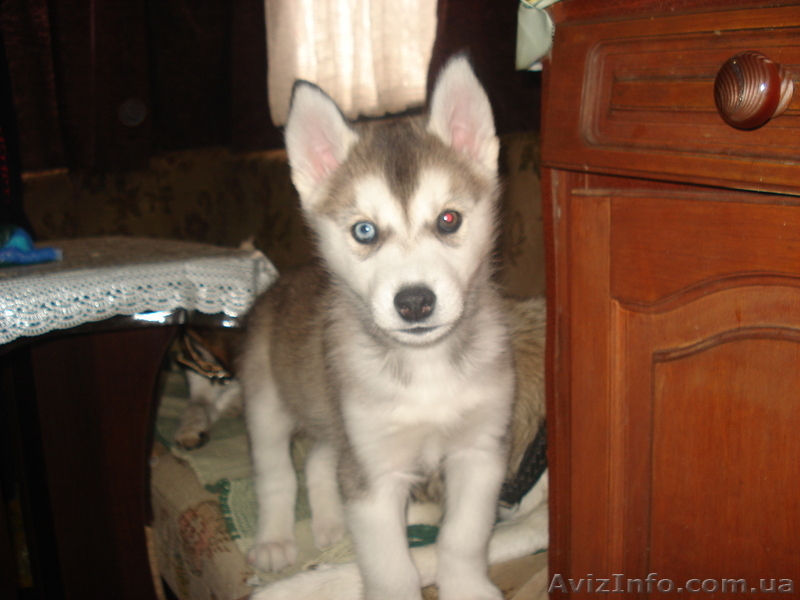 сибирский хаски - <ro>Изображение</ro><ru>Изображение</ru> #2, <ru>Объявление</ru> #133980