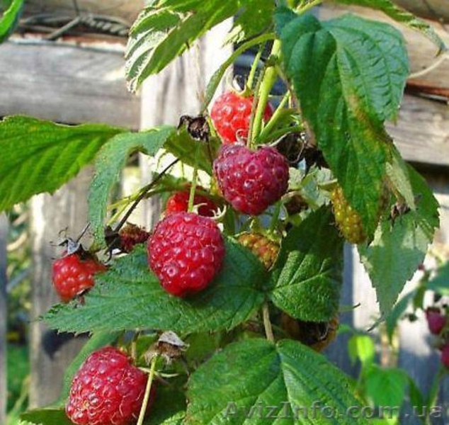 САДЖАНЦІ РОСЛИН - <ro>Изображение</ro><ru>Изображение</ru> #2, <ru>Объявление</ru> #151547