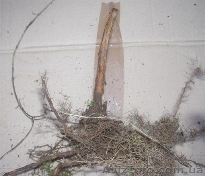 САДЖАНЦІ РОСЛИН - <ro>Изображение</ro><ru>Изображение</ru> #4, <ru>Объявление</ru> #151547