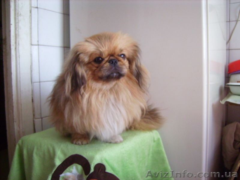 пекинес кобелек  подрощенный - <ro>Изображение</ro><ru>Изображение</ru> #1, <ru>Объявление</ru> #270707
