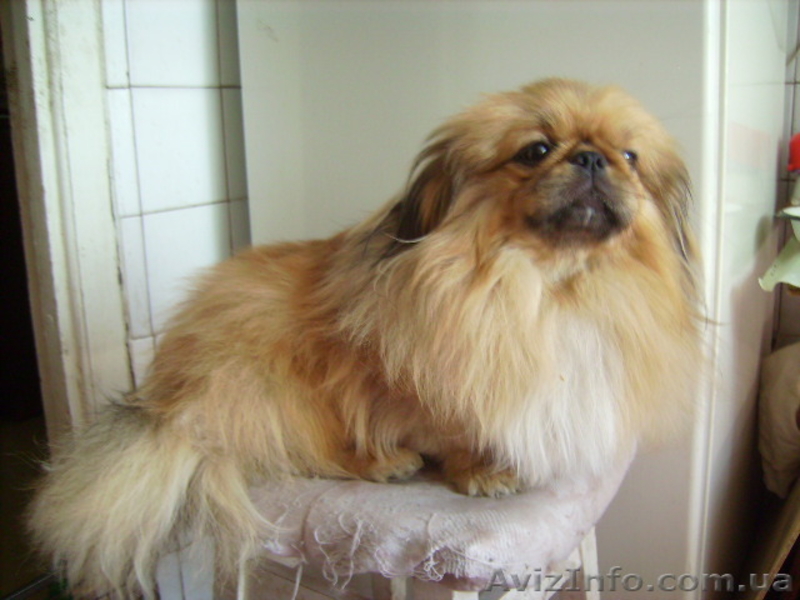 пекинес кобелек  подрощенный - <ro>Изображение</ro><ru>Изображение</ru> #2, <ru>Объявление</ru> #270707