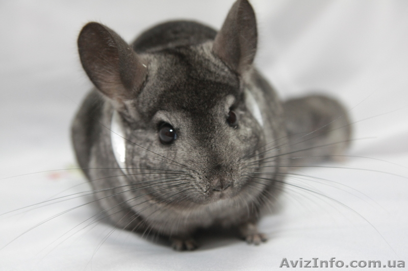 Продам шиншилу СІРИЙ СТАНДАРТ Луцк  - <ro>Изображение</ro><ru>Изображение</ru> #1, <ru>Объявление</ru> #274209