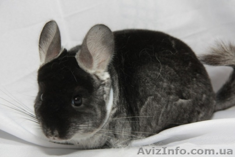 Продам шиншилу СІРИЙ СТАНДАРТ Луцк  - <ro>Изображение</ro><ru>Изображение</ru> #3, <ru>Объявление</ru> #274209
