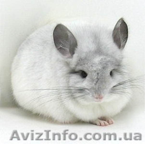 Продам шиншилу 	 Луцк - <ro>Изображение</ro><ru>Изображение</ru> #3, <ru>Объявление</ru> #274204