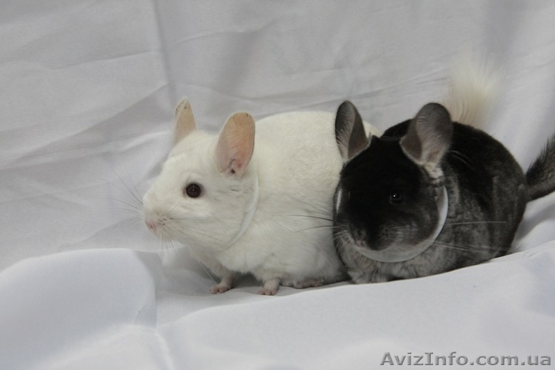 Продам шиншилу СІРИЙ СТАНДАРТ Луцк  - <ro>Изображение</ro><ru>Изображение</ru> #2, <ru>Объявление</ru> #274209