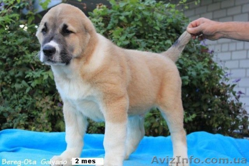 Продаю щенков   СРЕДНЕАЗИАТСКОЙ  ОВЧАРКИ ( АЛАБАЯ) - <ro>Изображение</ro><ru>Изображение</ru> #2, <ru>Объявление</ru> #405641