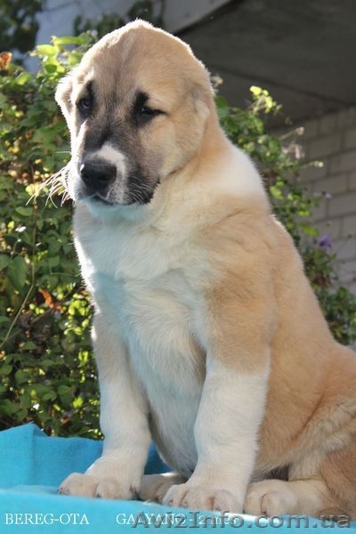 Продаю щенков   СРЕДНЕАЗИАТСКОЙ  ОВЧАРКИ ( АЛАБАЯ) - <ro>Изображение</ro><ru>Изображение</ru> #3, <ru>Объявление</ru> #405641