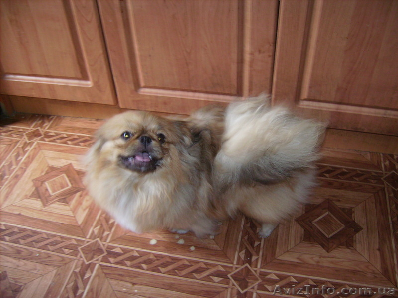 пекинес кобелек  подрощенный - <ro>Изображение</ro><ru>Изображение</ru> #4, <ru>Объявление</ru> #270707