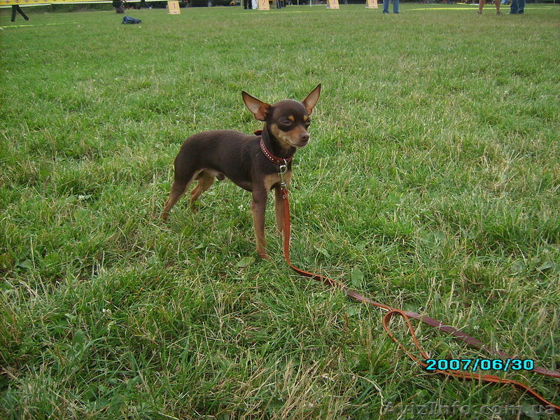 Той-терьер    шеколадный  для  вязки - <ro>Изображение</ro><ru>Изображение</ru> #5, <ru>Объявление</ru> #281063