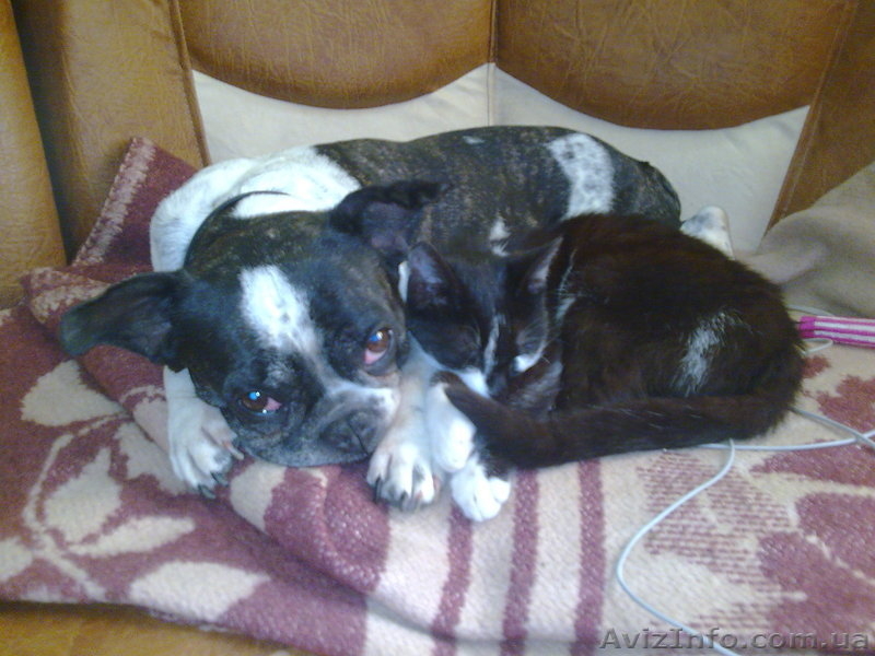 собака французкий бульдог - <ro>Изображение</ro><ru>Изображение</ru> #2, <ru>Объявление</ru> #442052