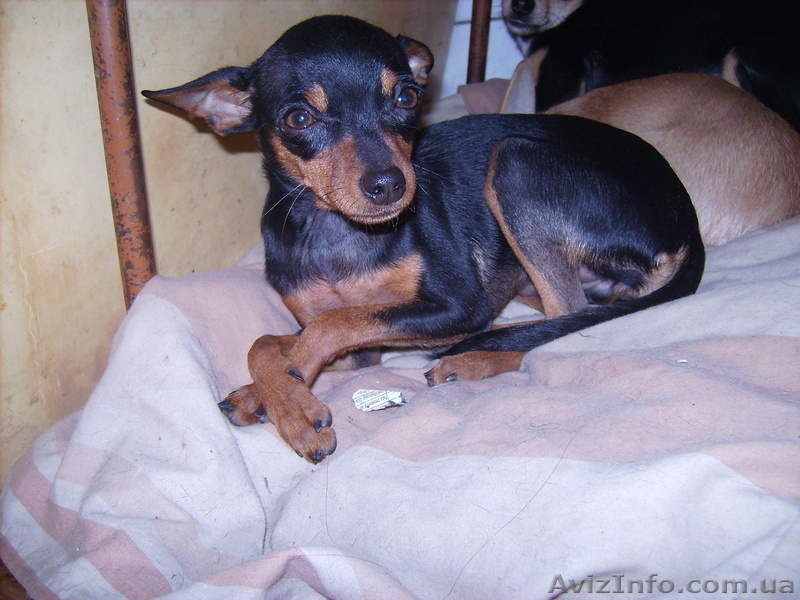 той-терьеры - <ro>Изображение</ro><ru>Изображение</ru> #1, <ru>Объявление</ru> #270709