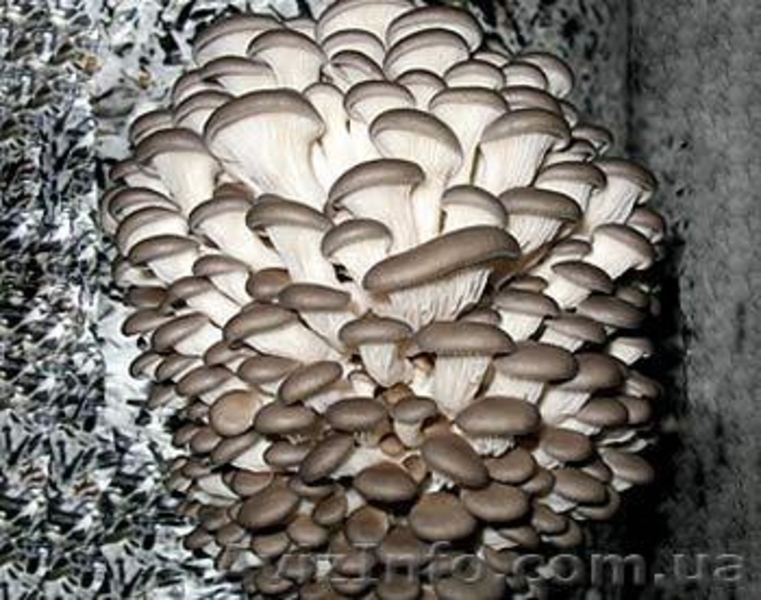 Продаю (купити) недорого міцелій шампіньйонів (печериці), опенька, гливи, шиітак - <ro>Изображение</ro><ru>Изображение</ru> #2, <ru>Объявление</ru> #516154