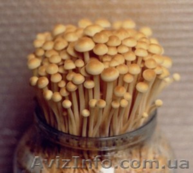 Продаю (купити) недорого міцелій шампіньйонів (печериці), опенька, гливи, шиітак - <ro>Изображение</ro><ru>Изображение</ru> #3, <ru>Объявление</ru> #516154