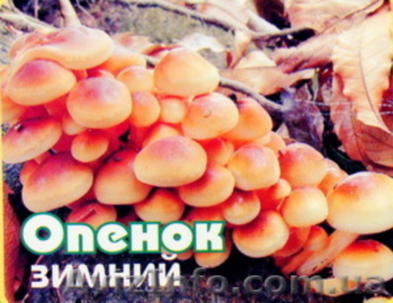 Продаю (купити) недорого міцелій шампіньйонів (печериці), опенька, гливи, шиітак - <ro>Изображение</ro><ru>Изображение</ru> #5, <ru>Объявление</ru> #516154