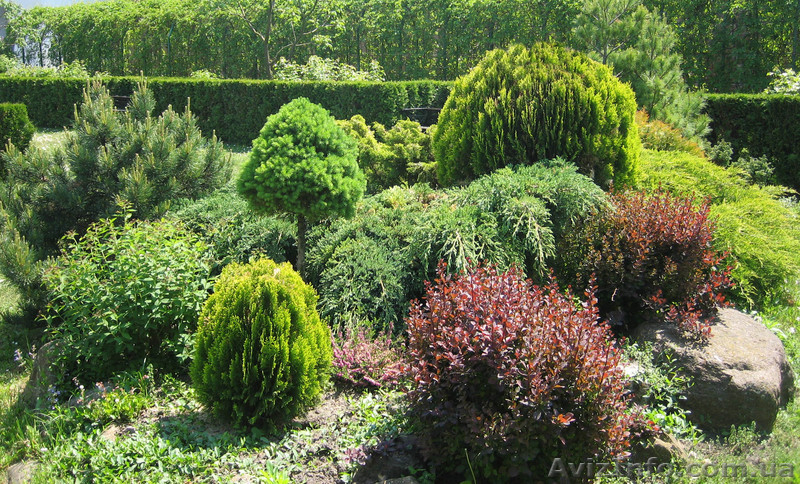 Ландшафтний дизайн - <ro>Изображение</ro><ru>Изображение</ru> #1, <ru>Объявление</ru> #551008