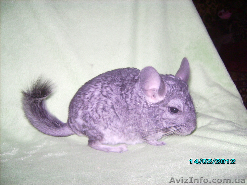 шиншиллы  самки - <ro>Изображение</ro><ru>Изображение</ru> #1, <ru>Объявление</ru> #281064
