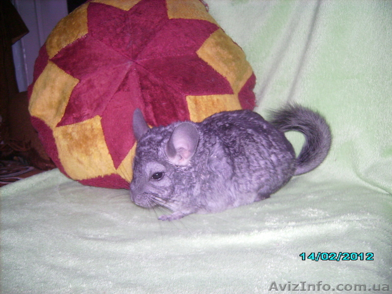 шиншиллы  самки - <ro>Изображение</ro><ru>Изображение</ru> #4, <ru>Объявление</ru> #281064