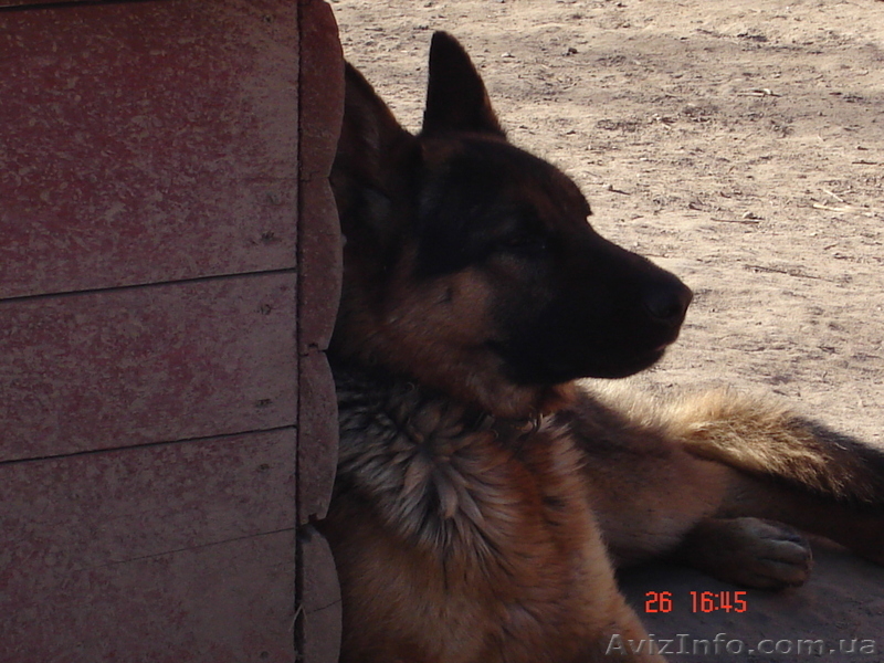 Щенки Немецкой овчарки в г.Луцке - <ro>Изображение</ro><ru>Изображение</ru> #8, <ru>Объявление</ru> #315579