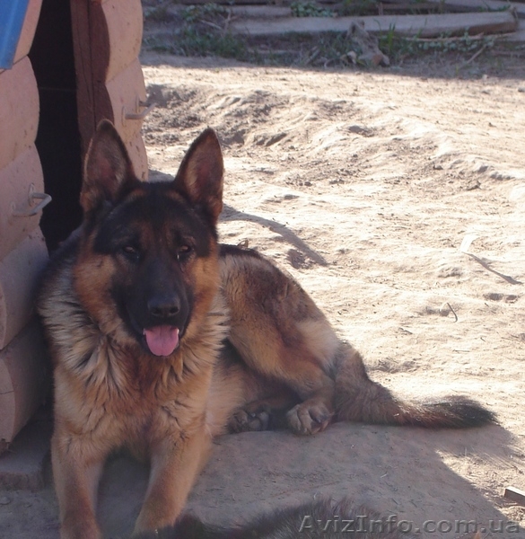 Щенки Немецкой овчарки в г.Луцке - <ro>Изображение</ro><ru>Изображение</ru> #6, <ru>Объявление</ru> #315579