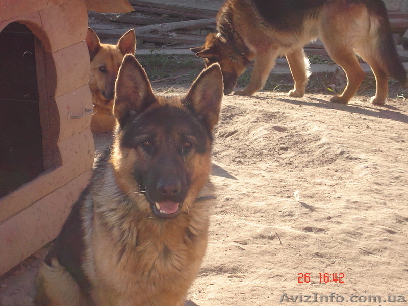 Щенки Немецкой овчарки в г.Луцке - <ro>Изображение</ro><ru>Изображение</ru> #7, <ru>Объявление</ru> #315579