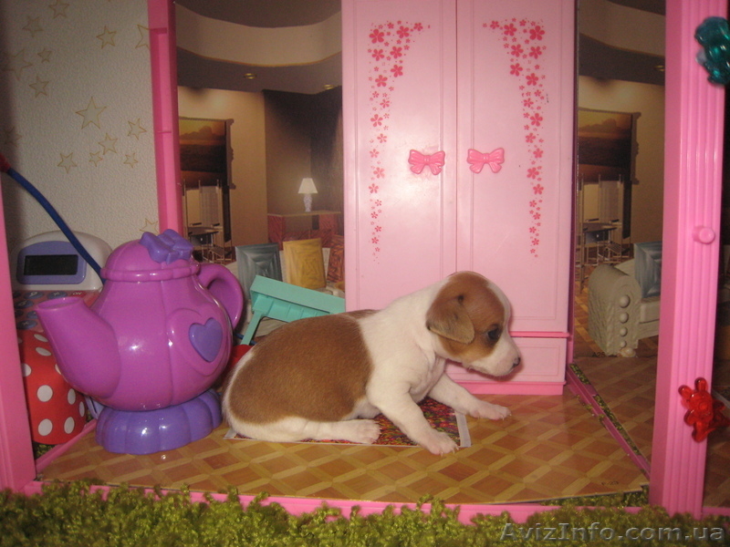 продам щенков той терьера разные расцветкм - <ro>Изображение</ro><ru>Изображение</ru> #3, <ru>Объявление</ru> #606470