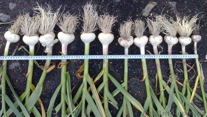  Продам чеснок (зубок, однозубка) - <ro>Изображение</ro><ru>Изображение</ru> #1, <ru>Объявление</ru> #703045