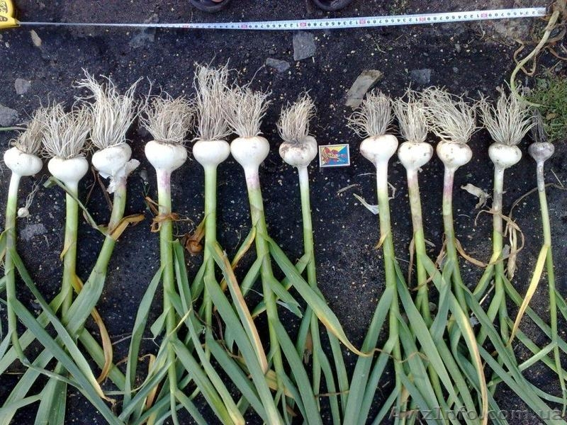  Продам чеснок (зубок, однозубка) - <ro>Изображение</ro><ru>Изображение</ru> #2, <ru>Объявление</ru> #703045