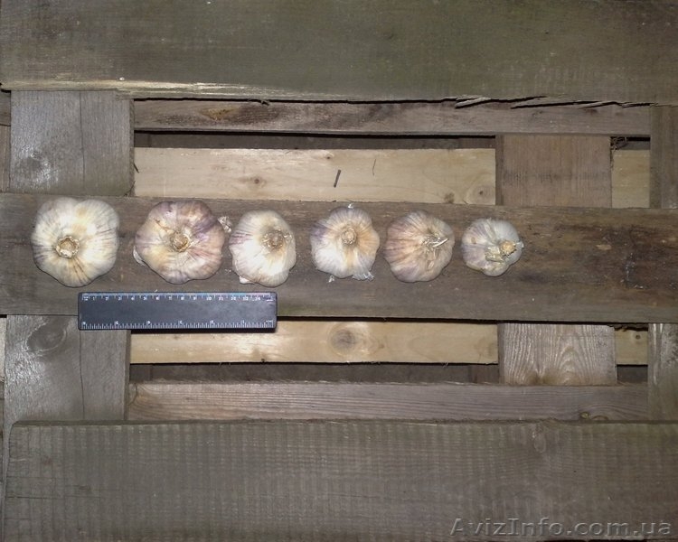 Продам чеснок на посадку - <ro>Изображение</ro><ru>Изображение</ru> #1, <ru>Объявление</ru> #757503