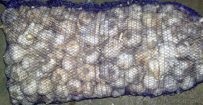 Реалізуємо посадковий матеріал часнику - <ro>Изображение</ro><ru>Изображение</ru> #4, <ru>Объявление</ru> #762239