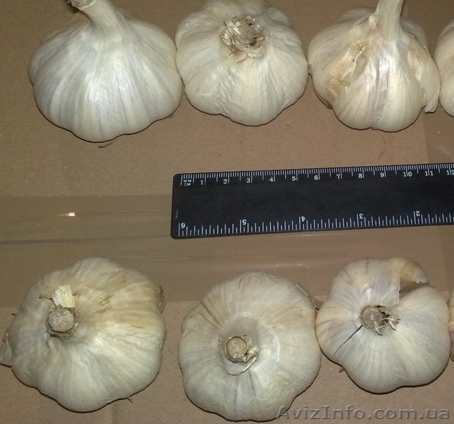 Реалізуємо посадковий матеріал часнику - <ro>Изображение</ro><ru>Изображение</ru> #3, <ru>Объявление</ru> #762239