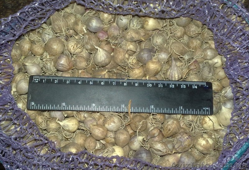 Продам часник на посадку (однозубка і зубок) - <ro>Изображение</ro><ru>Изображение</ru> #2, <ru>Объявление</ru> #765113