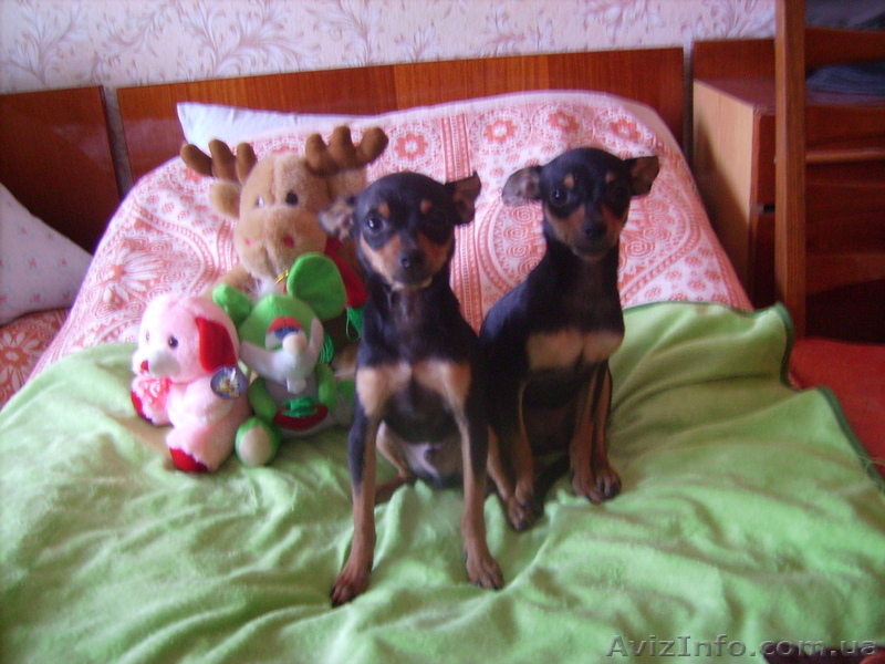 той-терьеры - <ro>Изображение</ro><ru>Изображение</ru> #3, <ru>Объявление</ru> #270709