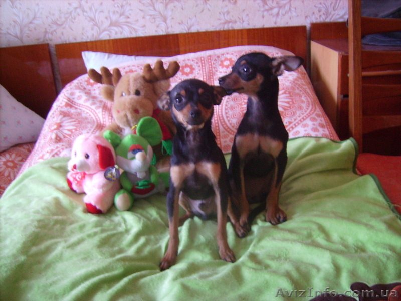 той-терьеры - <ro>Изображение</ro><ru>Изображение</ru> #4, <ru>Объявление</ru> #270709