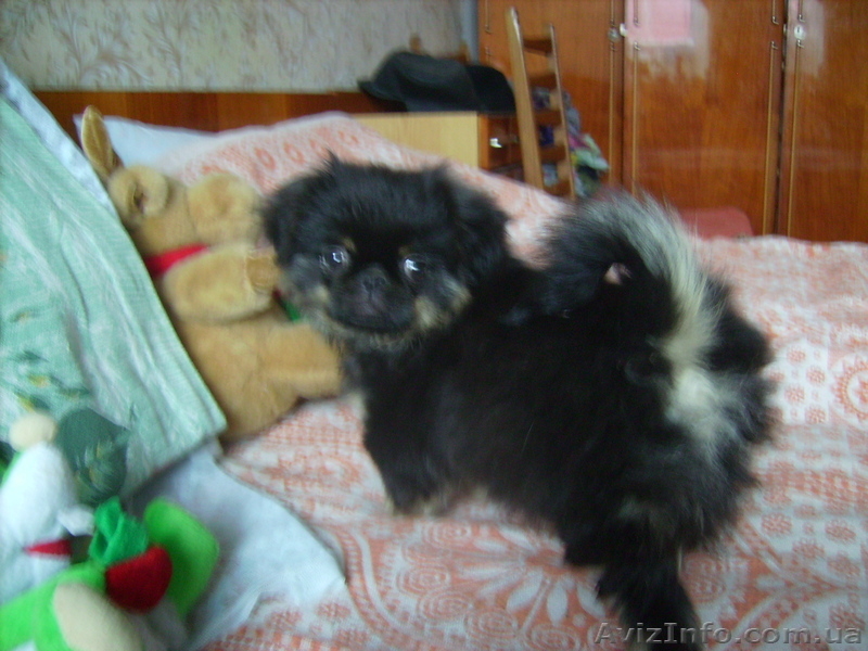 Пекинес  щенок ч\п - <ro>Изображение</ro><ru>Изображение</ru> #3, <ru>Объявление</ru> #934371