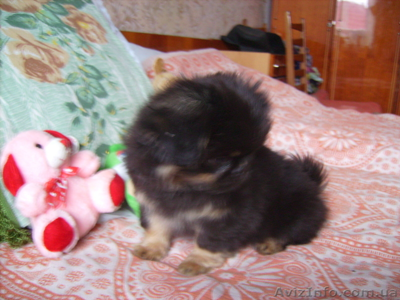 Пекинес  щенок ч\п - <ro>Изображение</ro><ru>Изображение</ru> #2, <ru>Объявление</ru> #934371