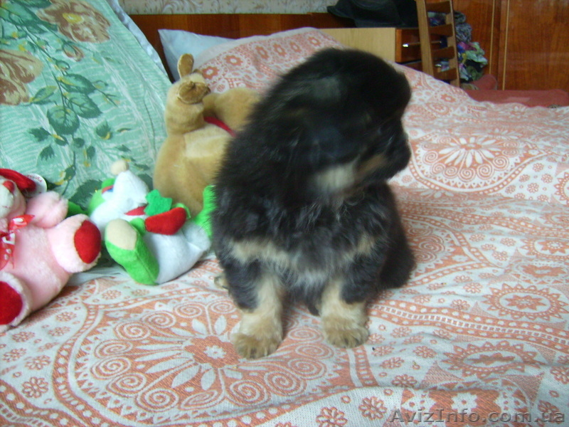 Пекинес  щенок ч\п - <ro>Изображение</ro><ru>Изображение</ru> #1, <ru>Объявление</ru> #934371