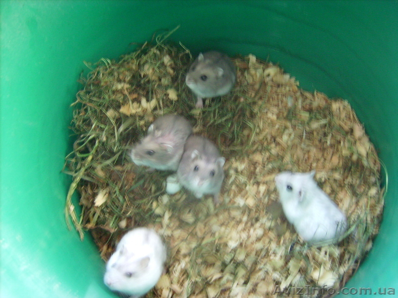 Хомячки  домашние - <ro>Изображение</ro><ru>Изображение</ru> #1, <ru>Объявление</ru> #934376