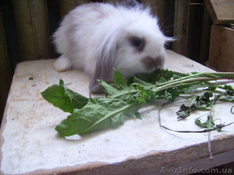 Кролики баранчики и прямоухие - <ro>Изображение</ro><ru>Изображение</ru> #1, <ru>Объявление</ru> #934375