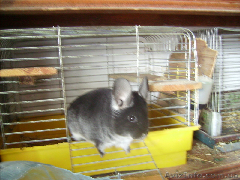 шиншиллы  самки - <ro>Изображение</ro><ru>Изображение</ru> #3, <ru>Объявление</ru> #281064