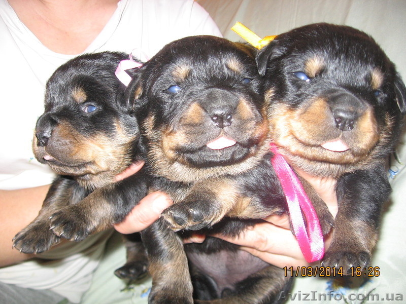 Продаются щенки породы ротвейлер - <ro>Изображение</ro><ru>Изображение</ru> #2, <ru>Объявление</ru> #1055396